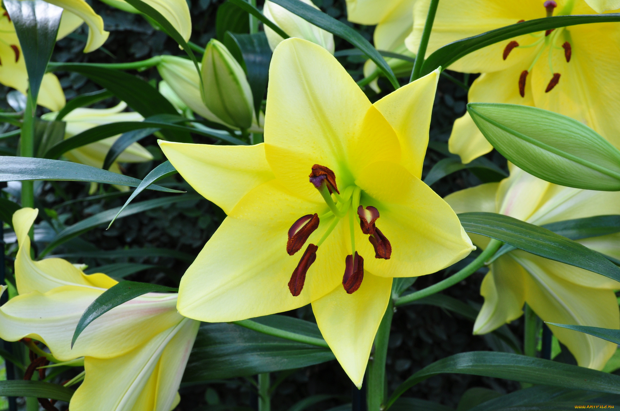 Lilly blooms